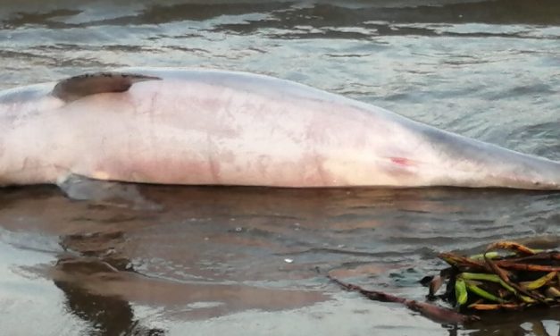 Delfín muerto en playa de Alvarado, Veracruz