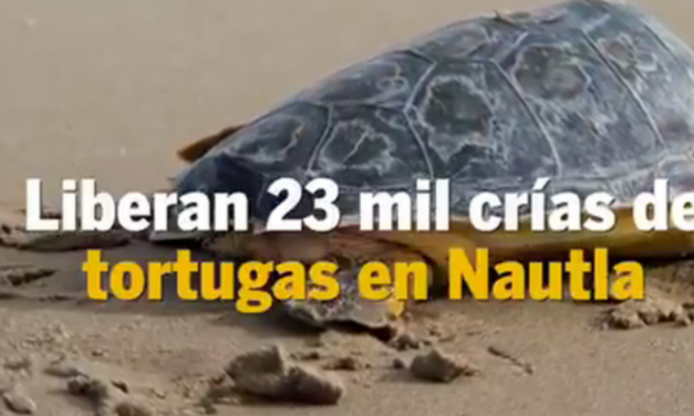 Liberan 23 mil crías de tortugas en #Nautla