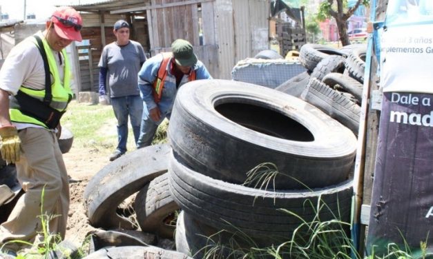 Por proliferación de arañas viuda negra, realizan descacharrización en colonia de Veracruz