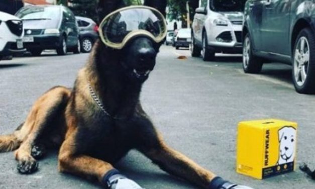 Murió perro rescatista del sismo del 2017