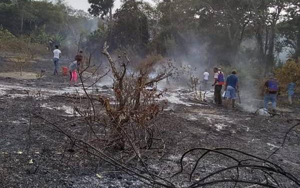 Más de mil arboles de limón persa fueron consumidos por el fuego