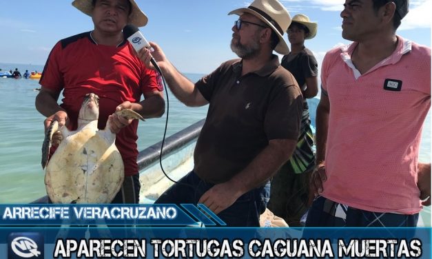 Aparecen tortugas muertas en la ampliación del Puerto de Veracruz