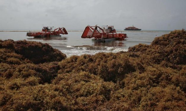 Semar acumula más de 57 mil toneladas de sargazo recolectadas