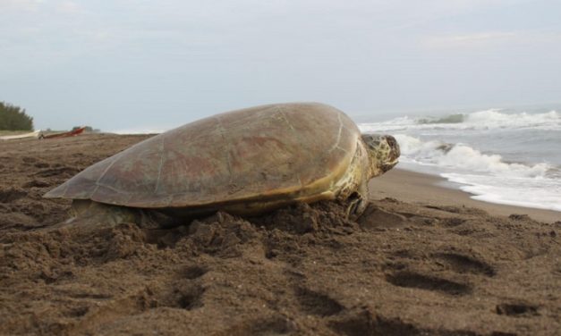 Resguardaron Sedema y SSP 32 mil huevos de tortugas marinas