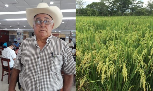 2mil 500 Hectáreas se han perdido en la siembra de arroz, por la grave escasez de lluvias