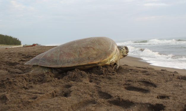 Refuerzan SEDEMA y FAV protección de tortuga marina