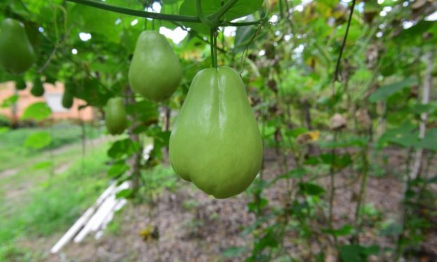 Bajas temperaturas afectan la producción de chayote