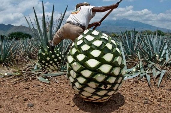 Estudian sustancia en el agave con potencial contra obesidad.