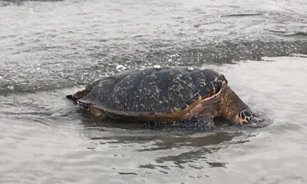 Reporta Parque Arrecifal Veracruzano que han encontrado más de 20 tortugas muertasReporta Parque Arrecifal Veracruzano que han encontrado más de 20 tortugas muertas