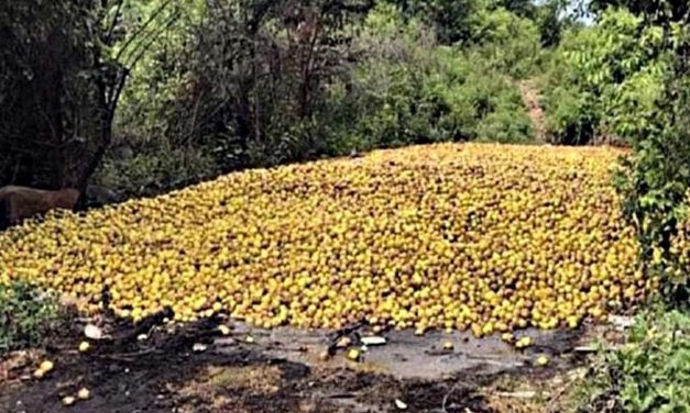 Citricultores de Cuitláhuac y Atoyac, en la zona centro de la entidad, desecharon en brechas y a la orilla de los huertos toneladas de limón debido a la afectación de plagas en la cosecha.