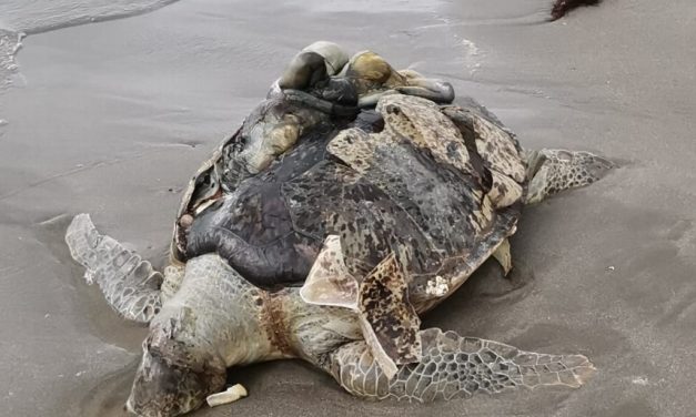 Tortuga muerta en Boca del Río