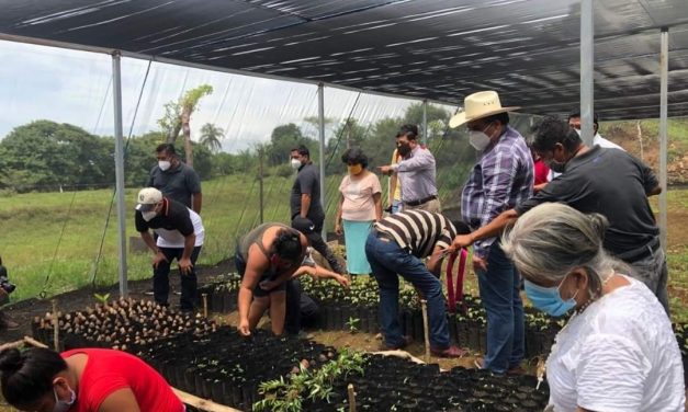 MÁS BENEFICIOS LLEGAN A CATEMACO *INAUGURAN TRES VIVEROS BAJO PROGRAMAS DE SEDARPA.