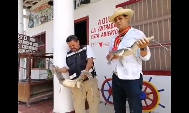 Dona Cosamaloapan cocodrilo atrapado por Protección Civil a Tlacotalpan