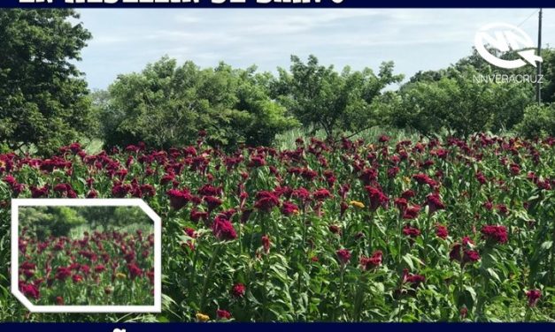 Así los cultivos de la flor de «Mano de León» en el Municipio de Medellin de Bravo, Veracruz.