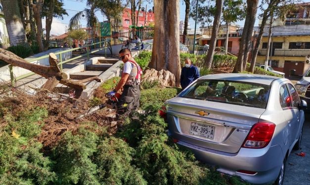 ARBOLES CAIDOS EN XALAPA PROVOCARON CORTES A LA CIRCULACIÓN