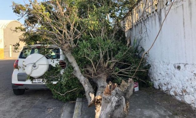 CAE ARBOL SOBRE VEHICULO EN BOCA DEL RIO