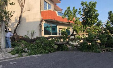 CAE ARBOL POR RACHAS HURACANAS EN BOCA DEL RIO