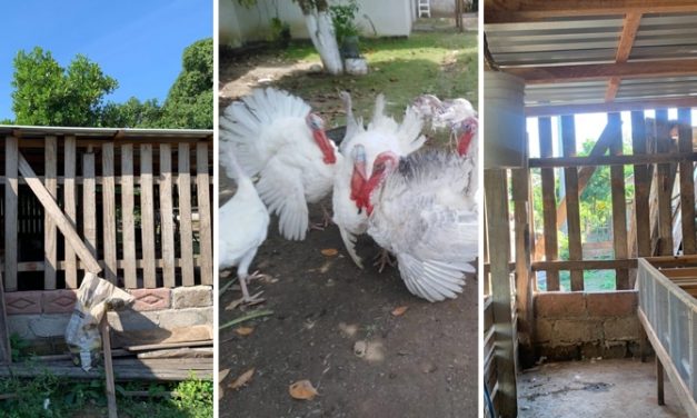 Amantes de lo ajeno se robaron cuatro pavos en la cabecera municipal de Tlalixcoyan.