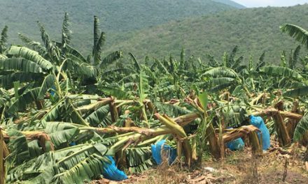 DAÑOS A CULTIVOS DE PLÁTANO DEJO FUERTE VIENTO EN TUXTEPEC