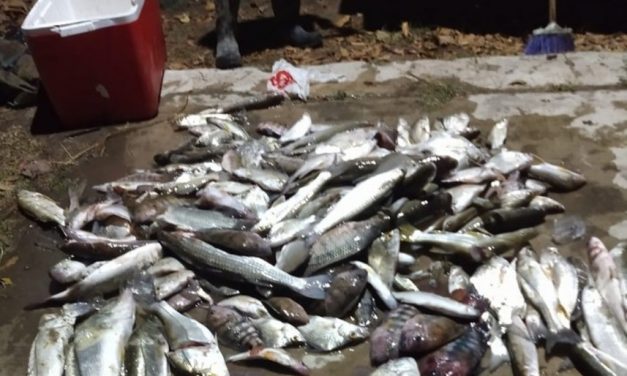 PESCADORES DENUNCIAN MORTANDAD DE PECES