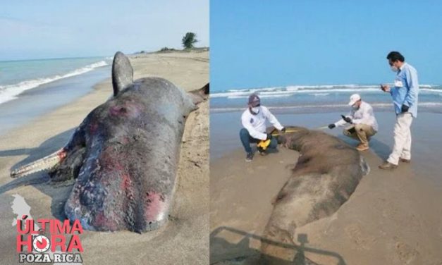 CACHALOTE MUERTO EN PLAYAS DE TUXTPAN