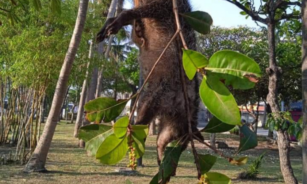 INDIGNACIÓN POR MUERTE DE TLACUACHE EN VERACRUZ