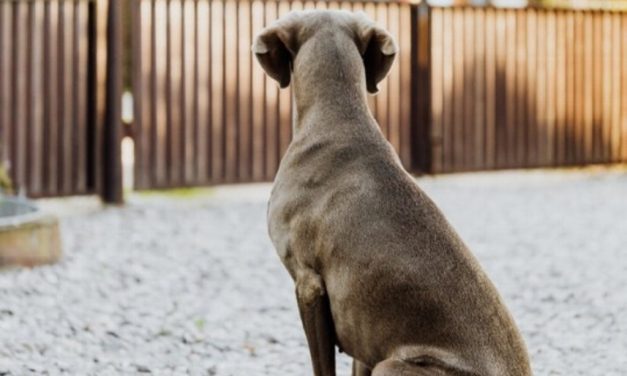 PERRO MUERDE A MENOR Y HUYE CON SU DUEÑO