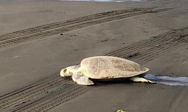 TORTUGAS DESOVAN EN PLAYAS DE BOCA DEL RIO