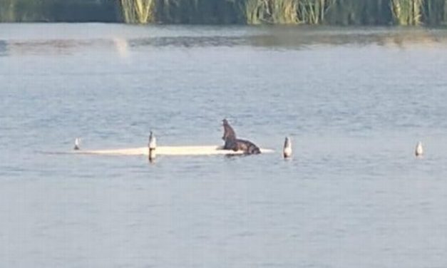 APARECE COCODRILO EN LA LAGUNA DE MALIBRAN