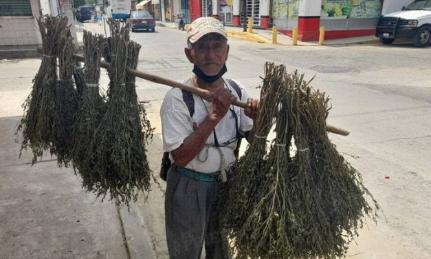 ESCOBAS DE MALVA, UNA ACTIVIDAD QUE SE PIERDE