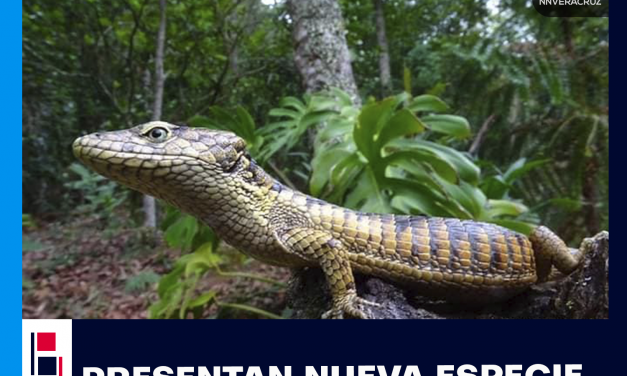 NUEVA ESPECIE DE LAGARTIJA EN ZONGOLICA