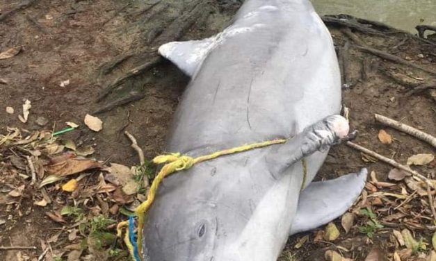 DELFIN SIN VIDA EN LOCALIDAD DE PLAYA MARTÍNEZ EN TLACOTALPAN