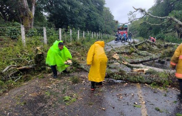 Lluvias dejan arboles caidos en la carretera Xalapa-Totutla