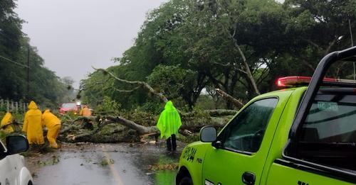 PC DE COATEPEC RETIRA ARBOL CAIDO POR INTESAS LLUVIAS