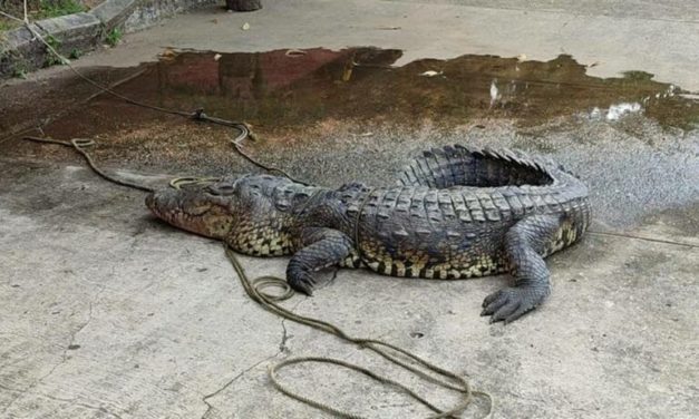 Capturan a cocodrilo de más de 3 metros en playa de Coatzacoalcos