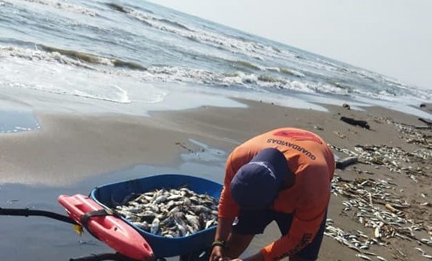 SIGUEN APARECIENDO PECES MUERTOS EN COSTA ESMERALDA