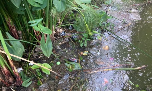 Repunta contaminación en los Lagos, Xalapa; otra vez mueren los peces