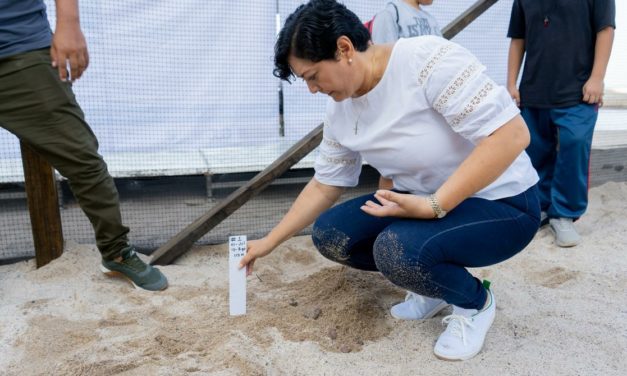 Arranca temporada de anidación de tortugas en Puerto Vallarta