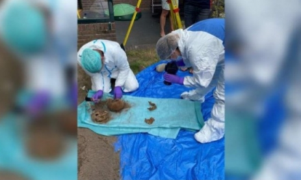 Conejos desentierran tres cadáveres del siglo XIX en un jardín neerlandés