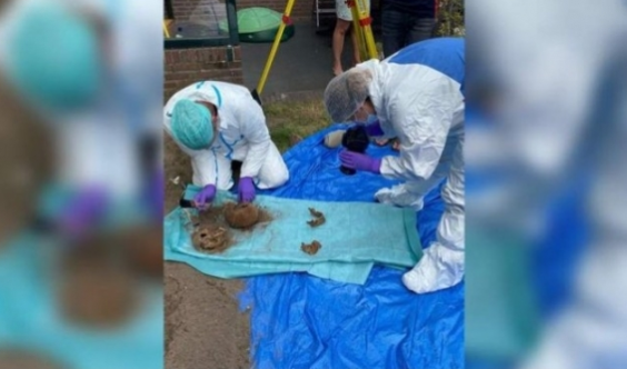 Conejos desentierran tres cadáveres del siglo XIX en un jardín neerlandés