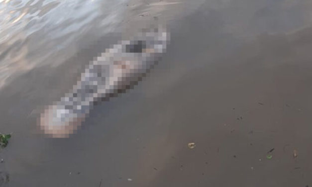 Hallan manatí muerto en aguas del río en Coatzacoalcos, Veracruz