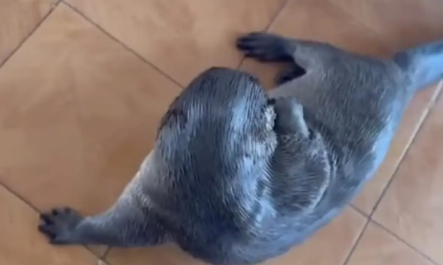 Perro de agua, distracción para quienes acuden a comer mariscos a Mandinga