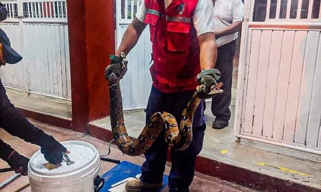 SE ESCONDIA ENORME SERPIENTE EN SECUNDARIA DE COSOLEACAQUE