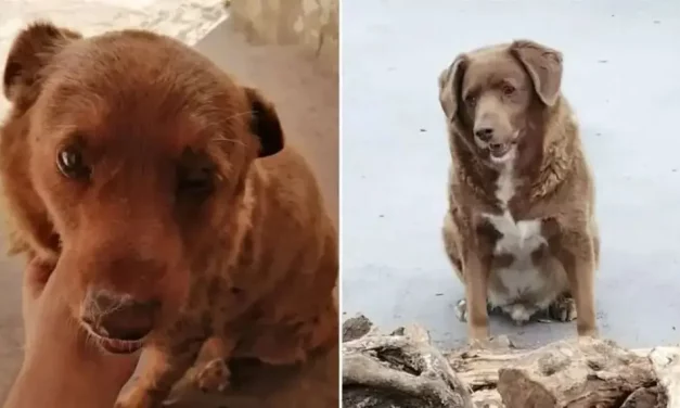 bobi es el nombre del perro más viejo del mundo