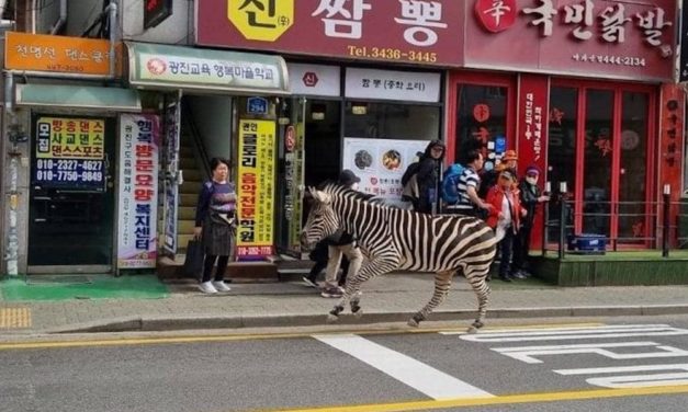 ESCAPA CEBRA DE ZOOLOGICO