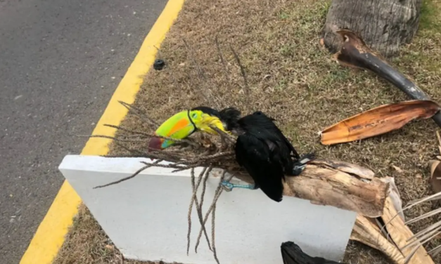 Encuentran tucán sin vida en fraccionamiento de Boca del Río