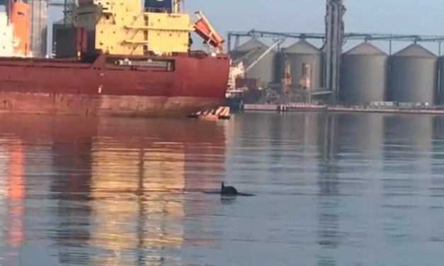 Captan a delfines en el área del malecón de Veracruz