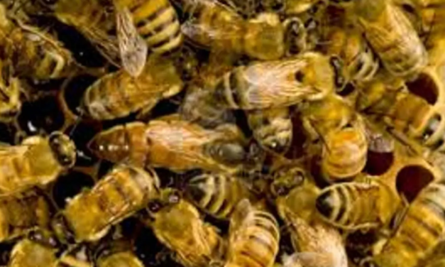 Joven muere tras ataque de abejas en el patio de su casa