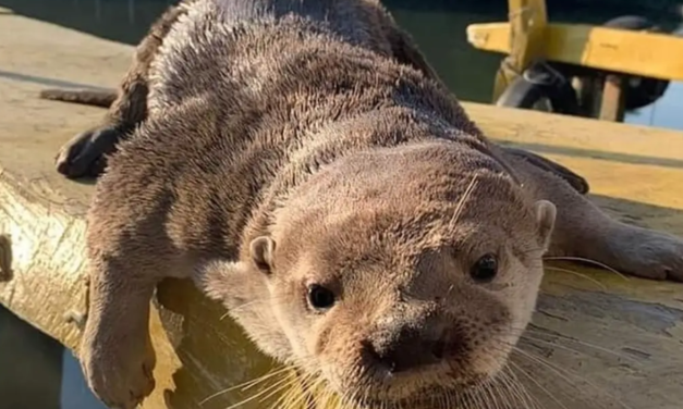 Atacan a Max, la nutria que convive con humanos en Veracruz