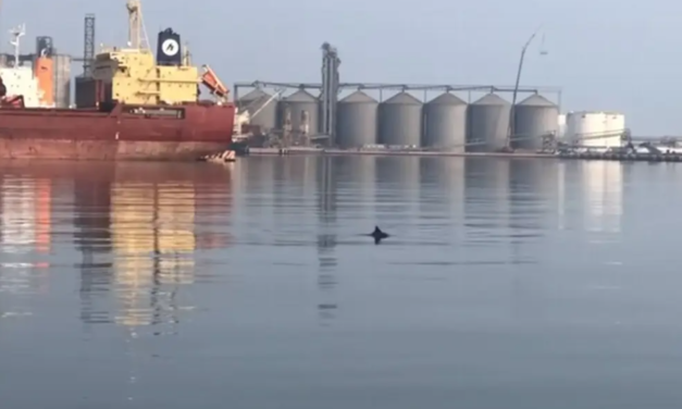 Podría haber hasta 400 delfines en Parque Arrecifal Veracruzano: Pescadores